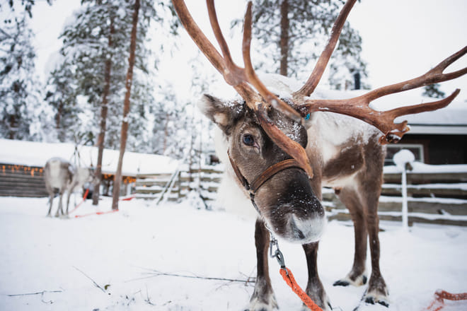 Rovaniemi 2 days of Adventures Package photo 3