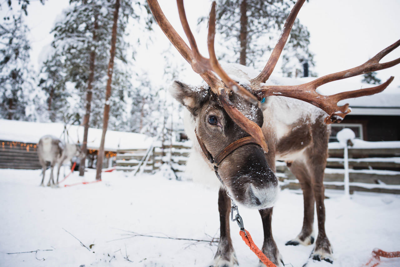 Rovaniemi 2 days of Adventures Package 3