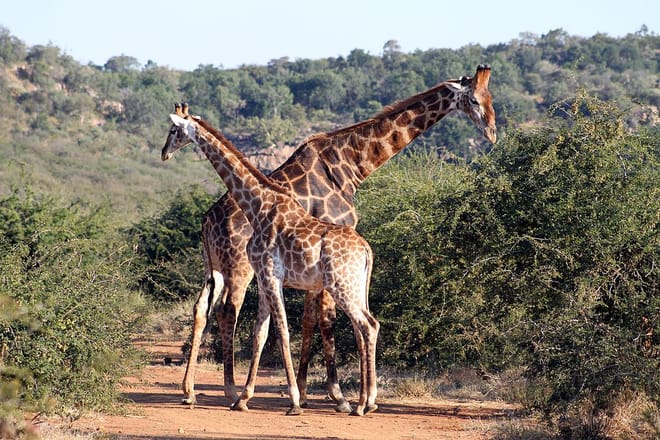 Things to do in Pilanesberg National Park