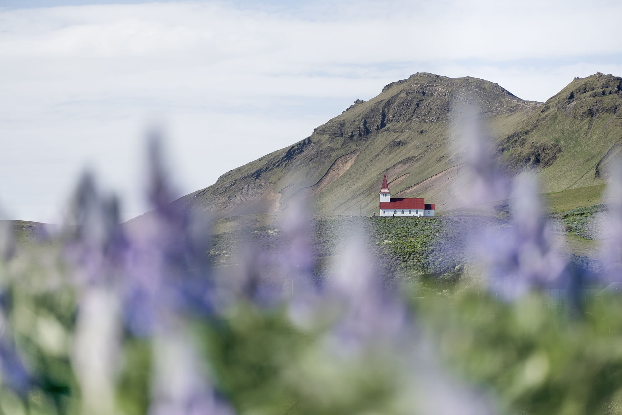 Beautiful country side church at Viking village surrounded by Alaska lupins