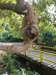 Roatan Sloth and Beach Break