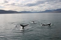 Akureyri Classic Whale Watching 9