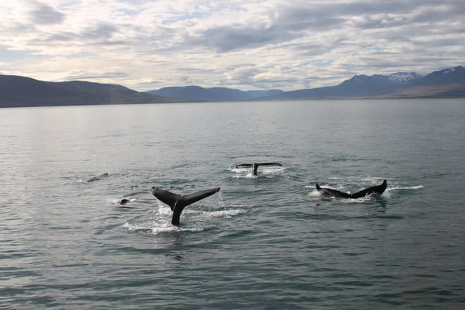 Akureyri Classic Whale Watching 9