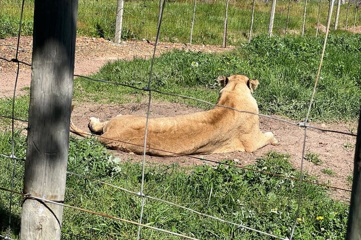 Giraffe Encounter and Lion Park with Wine Tasting in Stellenbosch