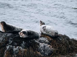 6 Day - South Coast, Glacier Experience & Wild Westfjords, photo 9