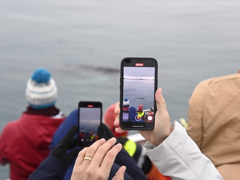 Whale Watching from Reykjavík & Akureyri, photo 5