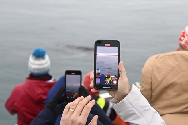 Whale Watching from Reykjavík & Akureyri 4