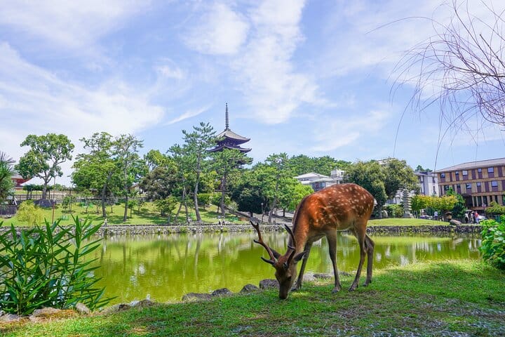 Nara Half Day Trip Walking Tour (Private Option Available) 10