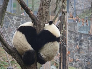 Visiting Dujiangyan Yaan Wolong Panda Base Optional Volunteering