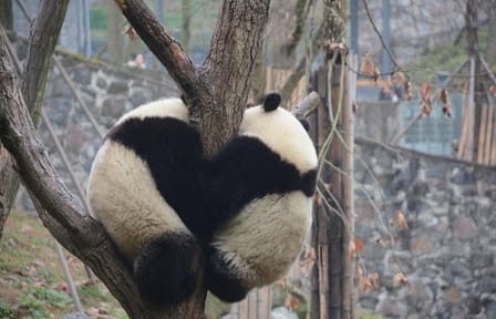 Panda Conservation Experience at Dujiangyan Wolong Base