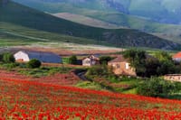 Mtskheta,Jvari,Gori,Uplistikhe(private tour) 6