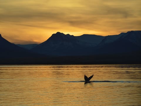 Akureyri Express Whales in the Midnight Sun, photo 2