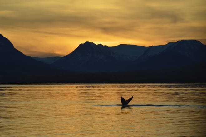 Akureyri Express Whales in the Midnight Sun 2
