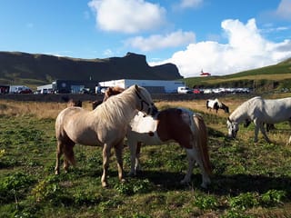 Glacier Hike & Horse Riding in South Iceland, photo 13