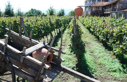 Private Full-Day Vintage Grape Harvest Festival with Lunch