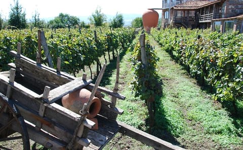 Private Full-Day Grape Harvest Tour in Kvareli and Signagi