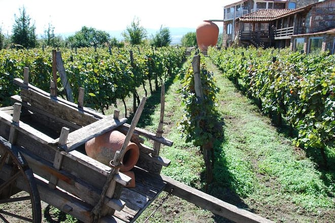 Private Full-Day Vintage Grape Harvest Festival with Lunch 2