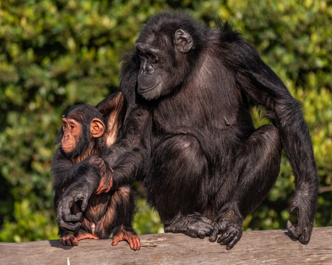 Nanyuki Overnight Safari - Ol Pejeta Conservancy  photo 6