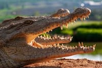 Agadir Dolphin Show & Crocodile Parc | 1 Day : Private & Luxury 10