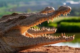 Agadir Dolphin Show & Crocodile Parc | 1 Day : Private & Luxury 10