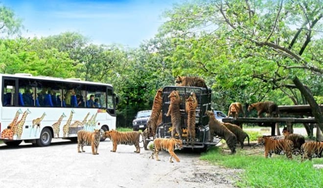 BANGKOK: Join Tour: Full Day Tour Safari World - Marine Park - Buffet Lunch with Private Transfer 6