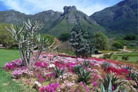 Kirstenbosch Garden, Bo-Kaap,Penguins & Cape of Good Hope Tour 10