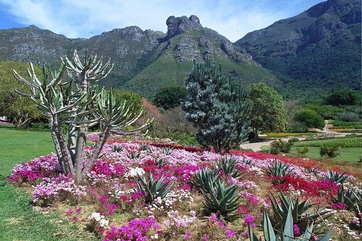 Kirstenbosch Garden, Bo-Kaap,Penguins & Cape of Good Hope Tour 10