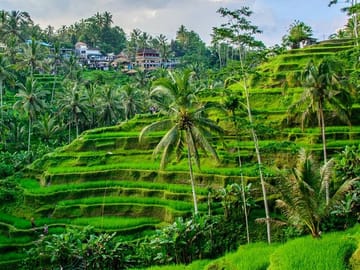 Cleansing Rituals at Tirta Empul Temple in Ubud, Bali