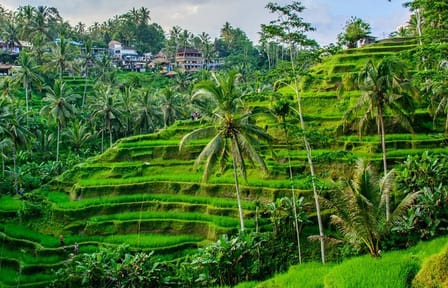 Cleansing Rituals at Tirta Empul Temple in Ubud, Bali