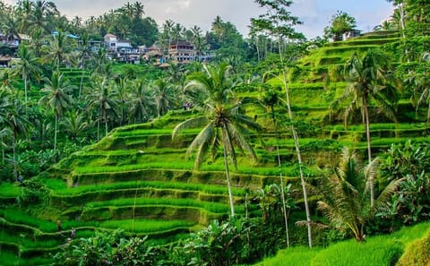 Cleansing Rituals at Tirta Empul Temple in Ubud, Bali