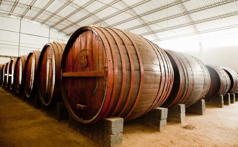 Pisco and Wine Tasting Tour in Ica, Peru