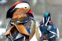 world of birds cape town