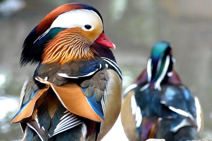 world of birds cape town