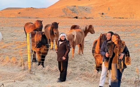 Private South Coast Adventure and Viking Stories Tour in Reykjavík