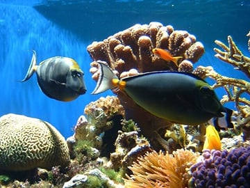 sharm el sheikh safari trip