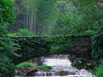 From Shanghai: Yixing Bamboo Sea and Zisha Pottery Day Trip