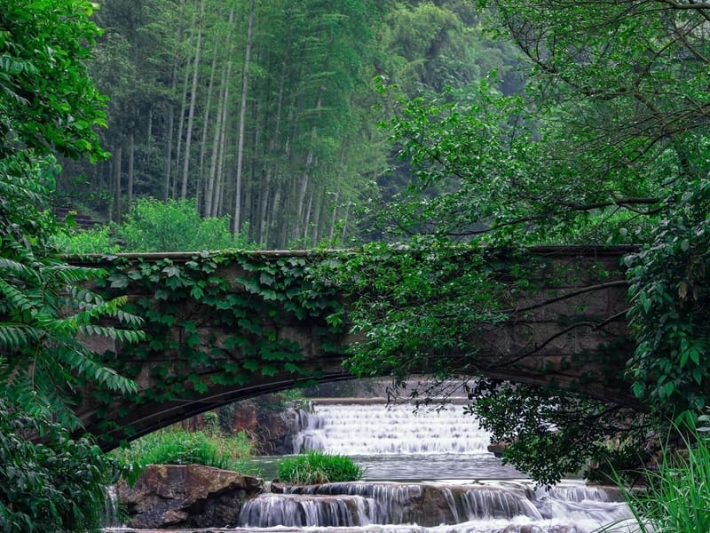 From Shanghai: Yixing Bamboo Sea and Zisha Pottery Day Trip