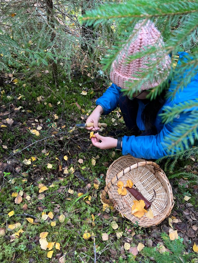 Mushroom Hunting 6