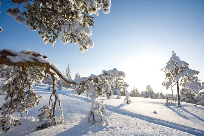 Rovaniemi: Insider Arctic Snowshoeing Adventure