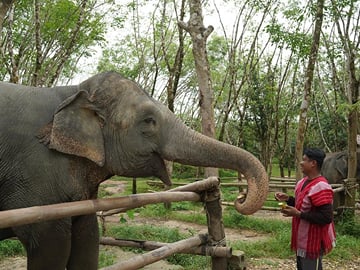 Khaolak Elephant Sanctuary, Cooking Class and Waterfall Tour