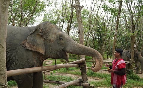 Khaolak Elephant Sanctuary, Cooking Class and Waterfall Tour
