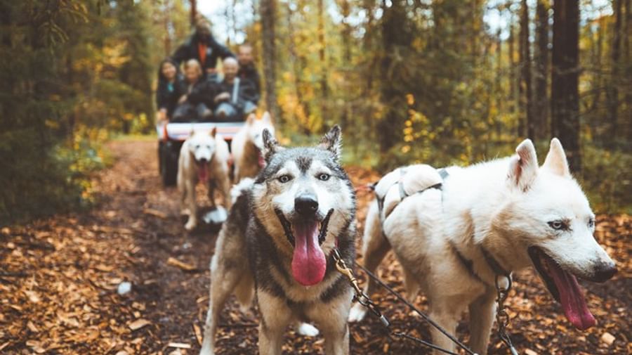 Husky Riders Autumn Husky Ride On Wheels - Visit Rovaniemi