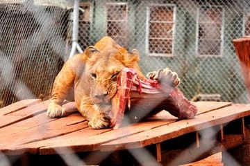 Nairobi Day Tour Animal Orphanage, Safari Walk & Bomas of Kenya