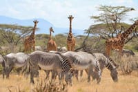 Magnificent Samburu Wildlife