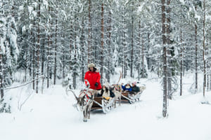 Daytime Reindeer Safari - 3-hour Wilderness Experience in Rovaniemi