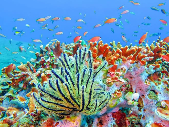 Bali: Padangbai Blue Lagoon Snorkeling Day Trip photo 4