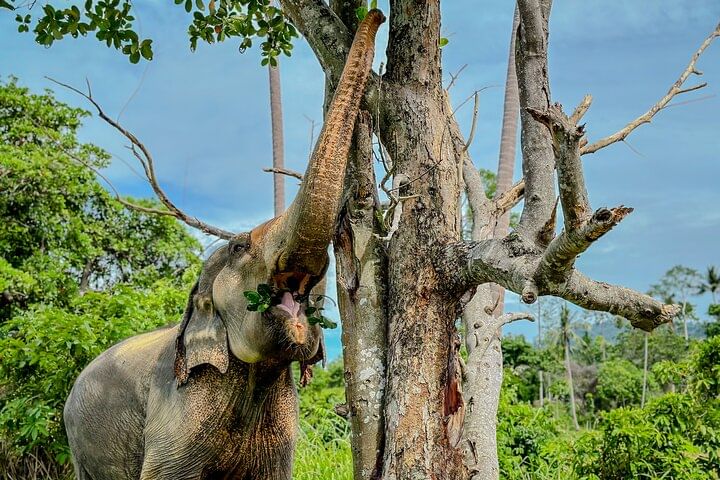 Koh Samui Elephant Home Sanctuary and the first Elephant Museum