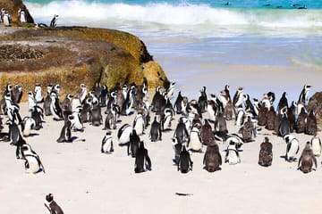 Half Day shared Tour Boulders Beach and Swimming