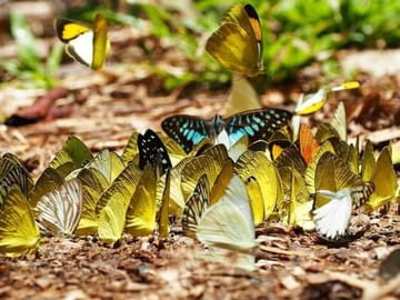 Butterfly World Antalya Tropical Sanctuary Optional Transfer