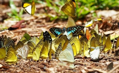 Butterfly World Antalya Tropical Sanctuary Optional Transfer